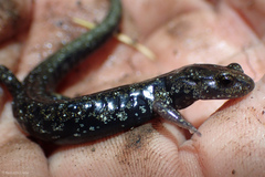 Aneides flavipunctatus