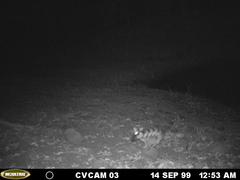 Bassariscus astutus flavus