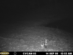 Bassariscus astutus flavus