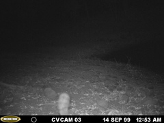 Bassariscus astutus flavus