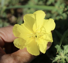 Oenothera grandis