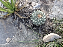 Thelocactus