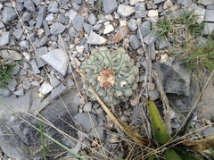 Thelocactus