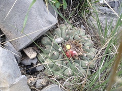 Thelocactus rinconensis rinconensis