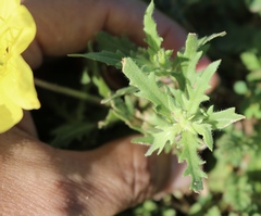 Oenothera grandis