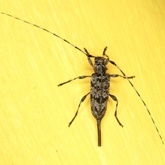 Acanthocinus obsoletus