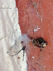 Latrodectus