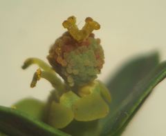 Euphorbia flavicoma
