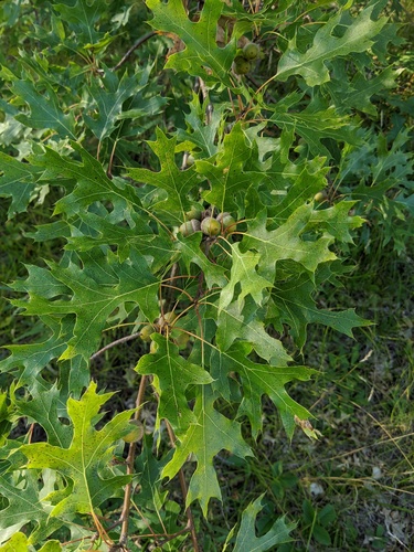 northern pin oak