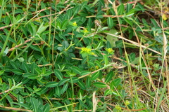 Euphorbia flavicoma