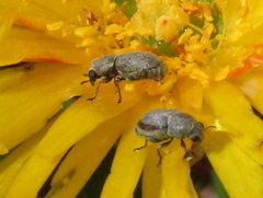 Urodontinae