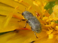 Urodontinae