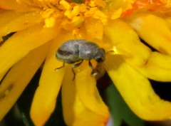 Urodontinae