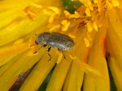 Urodontinae