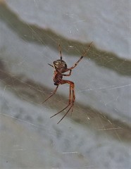 Parasteatoda tepidariorum