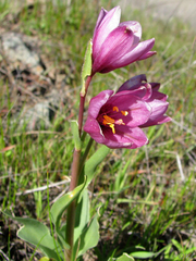 Fritillaria pluriflora