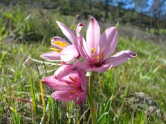 Fritillaria pluriflora