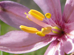 Fritillaria pluriflora