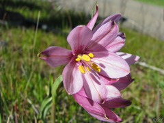 Fritillaria pluriflora