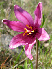 Fritillaria pluriflora