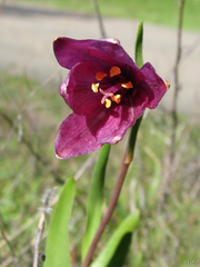 Fritillaria pluriflora