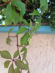 Stagmomantis limbata