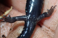 Aneides flavipunctatus