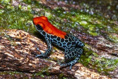 Ranitomeya reticulata