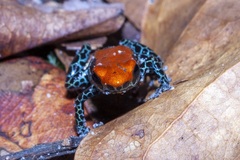 Ranitomeya reticulata