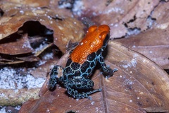 Ranitomeya reticulata