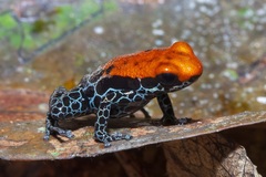 Ranitomeya reticulata