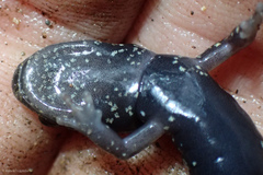 Aneides flavipunctatus