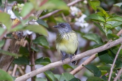 Todirostrum maculatum