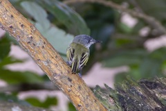 Todirostrum maculatum