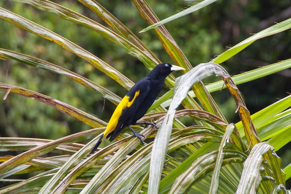 Yellow-rumped Cacique (Amazonian)