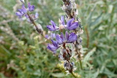 Lupinus pratensis