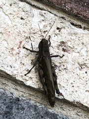 Melanoplus differentialis