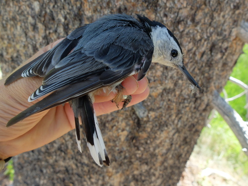 iNaturalist observation photo of White-breasted Nuthatch