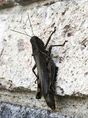 Melanoplus differentialis
