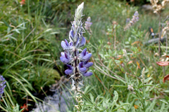 Lupinus pratensis