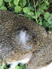 Cuterebra emasculator