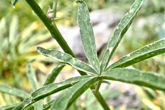 Lupinus pratensis