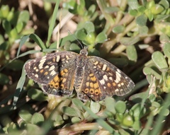Phyciodes picta