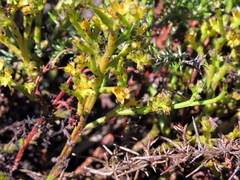 Thesium commutatum
