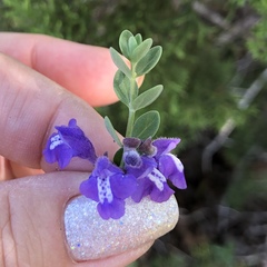 Scutellaria wrightii