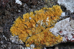 Variospora flavescens