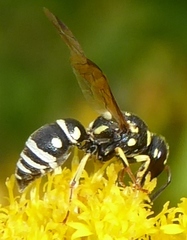 Stenodynerus anormis
