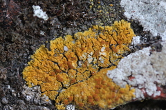 Variospora flavescens