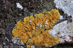 Variospora flavescens