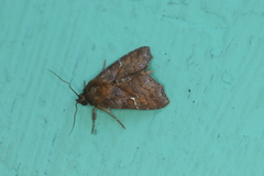 Callopistria mexicana